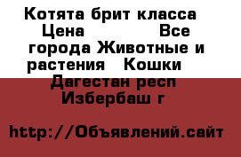 Котята брит класса › Цена ­ 20 000 - Все города Животные и растения » Кошки   . Дагестан респ.,Избербаш г.